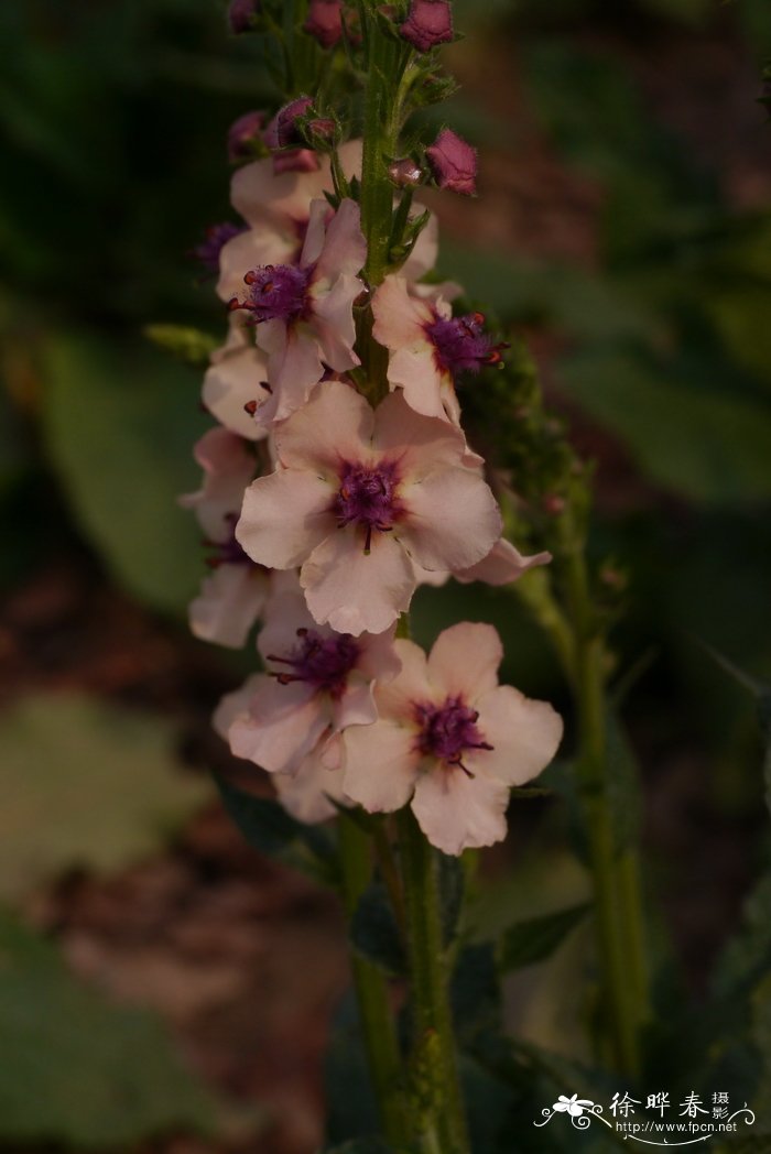 海伦约翰逊毛蕊花Verbascum 'Helen Johnson'