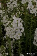 '白花'龙胆婆婆纳 Veronica gentianoides 'Tissingtan White'