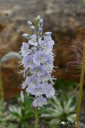 '花叶'龙胆婆婆纳Veronica gentianoides 'Variegata'