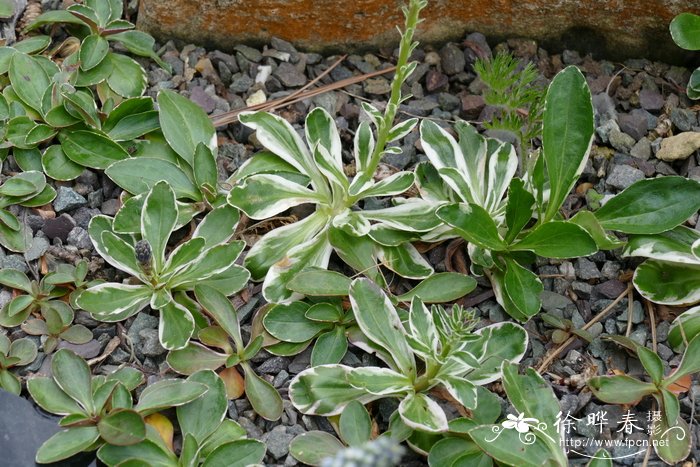 '花叶'龙胆婆婆纳Veronica gentianoides 'Variegata'