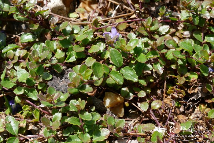 土耳其婆婆纳Veronica liwanensis