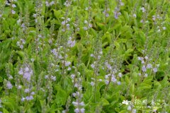 药用水苦荬Veronica officinalis