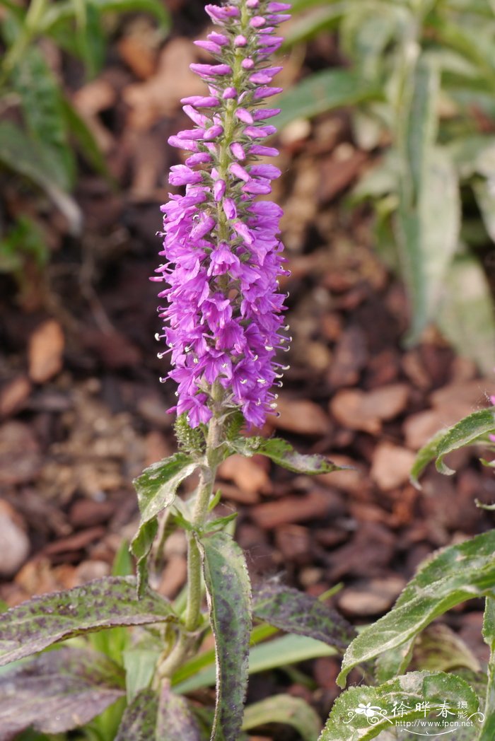 伊芙琳兔儿尾苗Veronica longifolia 'Eveline'