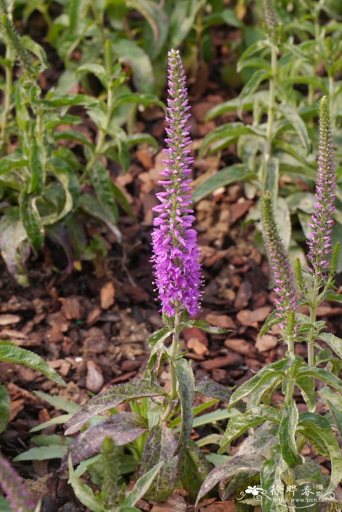 伊芙琳兔儿尾苗Veronica longifolia 'Eveline'