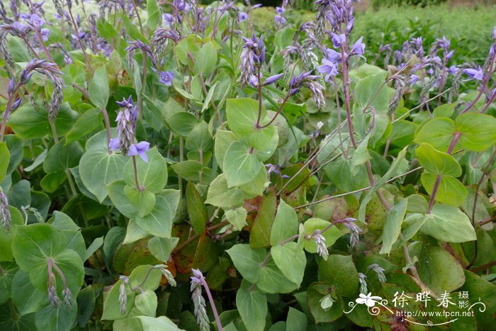 穿叶婆婆纳Veronica perfoliata