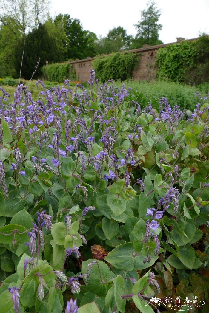 穿叶婆婆纳Veronica perfoliata