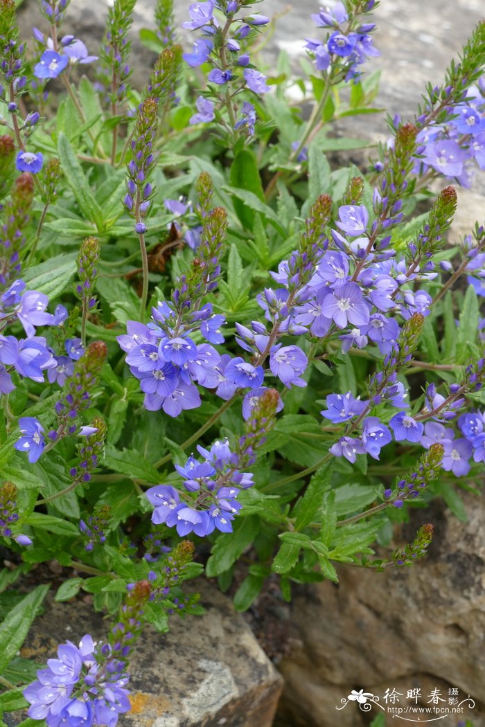 平卧婆婆纳Veronica prostrata