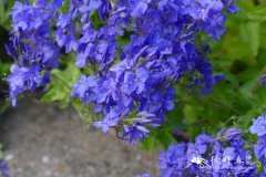 '陨湖蓝'卷毛婆婆纳Veronica teucrium 'Crater Lake Blue'