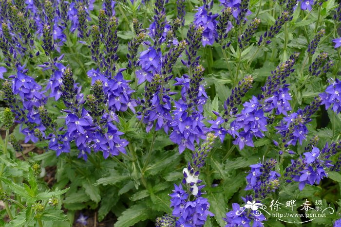 '深蓝'卷毛婆婆纳Veronica teucrium 'True Blue'