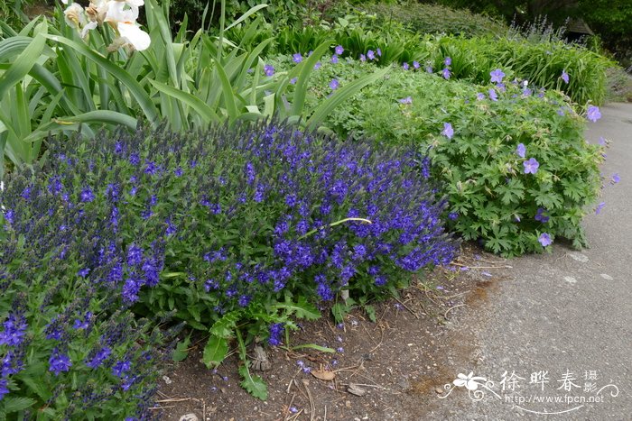 '深蓝'卷毛婆婆纳Veronica teucrium 'True Blue'