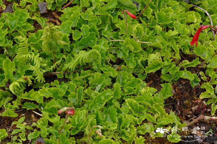 高山匍地梅 ourisia alpina