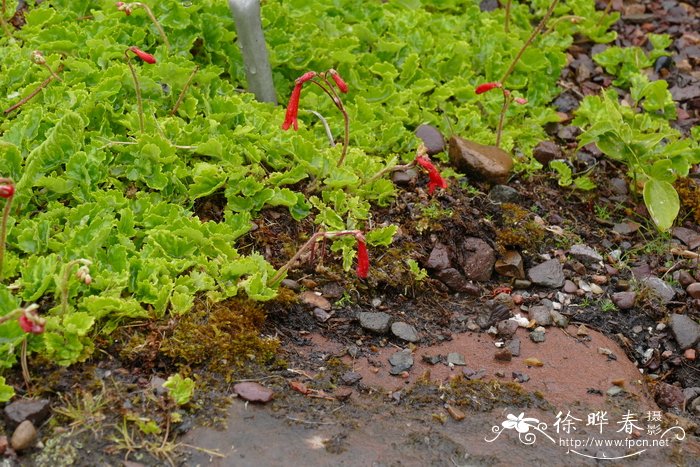 高山匍地梅 Ourisia alpina