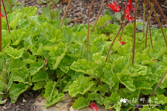 绯红匍地梅Ourisia coccinea