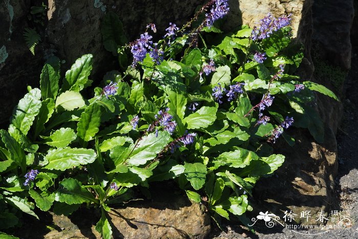 施瓦兹石墙花Wulfenia schwarzii