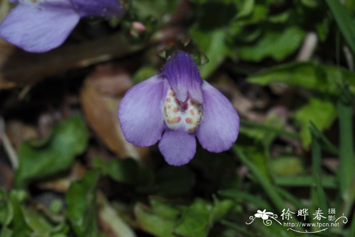 匍茎通泉草 Mazus reptans