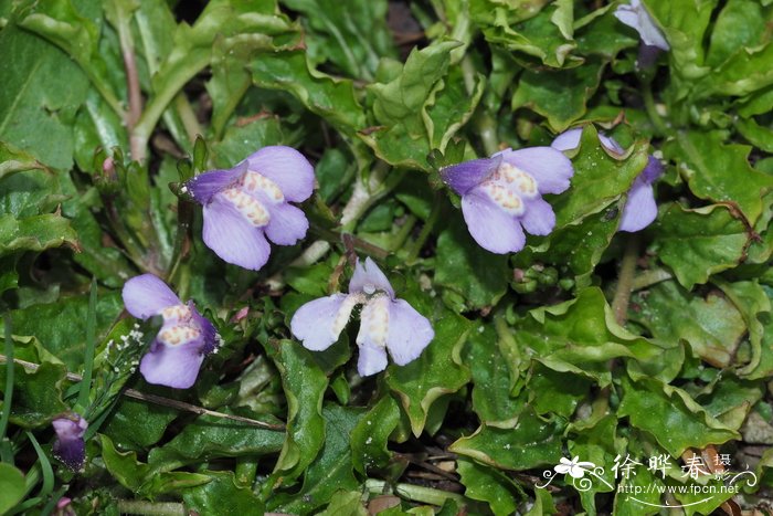 匍茎通泉草 Mazus reptans