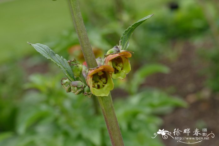 接骨木叶玄参Scrophularia sambucifolia