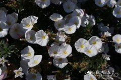 银旋花Convolvulus cneorum