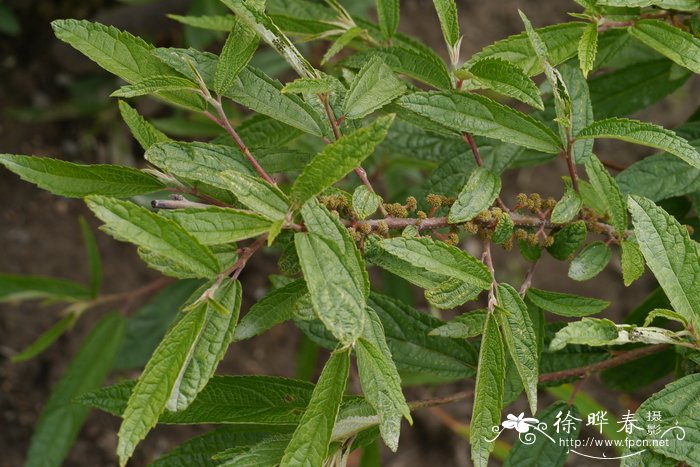 小赤麻Boehmeria spicata