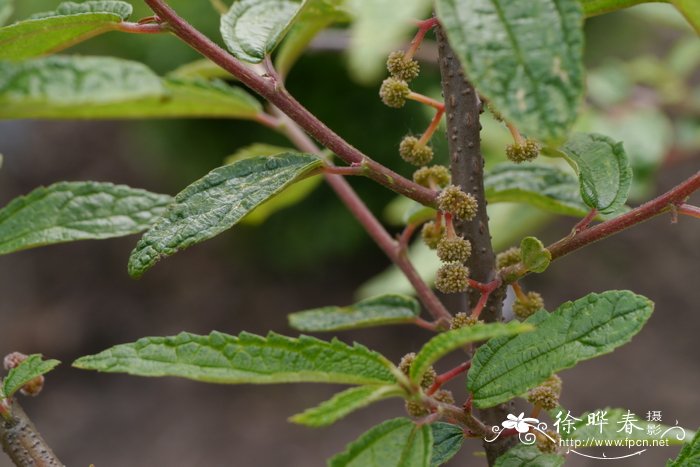 小赤麻Boehmeria spicata