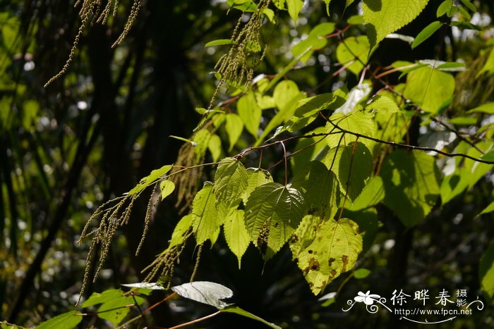 帚序苎麻Boehmeria zollingeriana