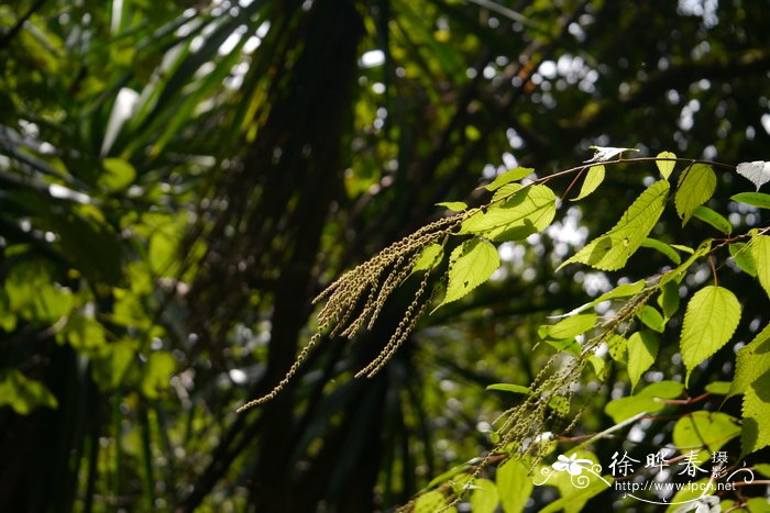 帚序苎麻Boehmeria zollingeriana