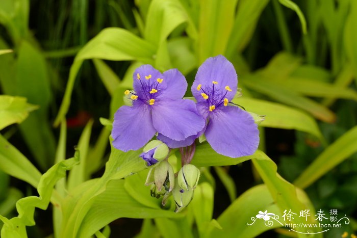 '安德森'紫露草Tradescantia Andersonii