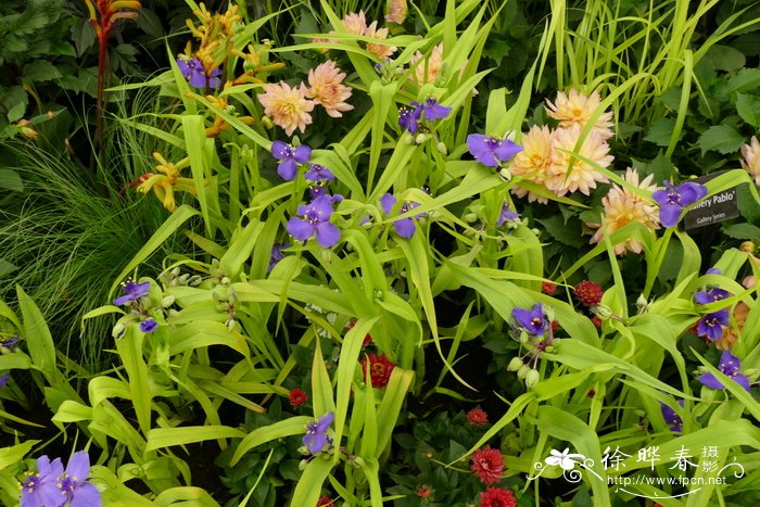 '安德森'紫露草Tradescantia Andersonii