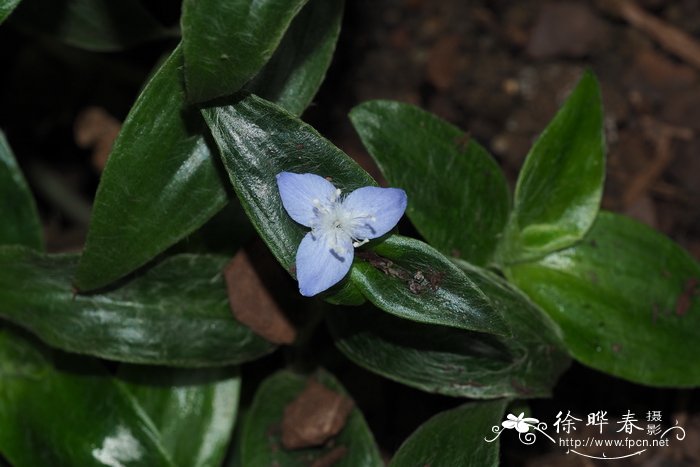 琉璃苣花紫露草Tradescantia cerinthoides