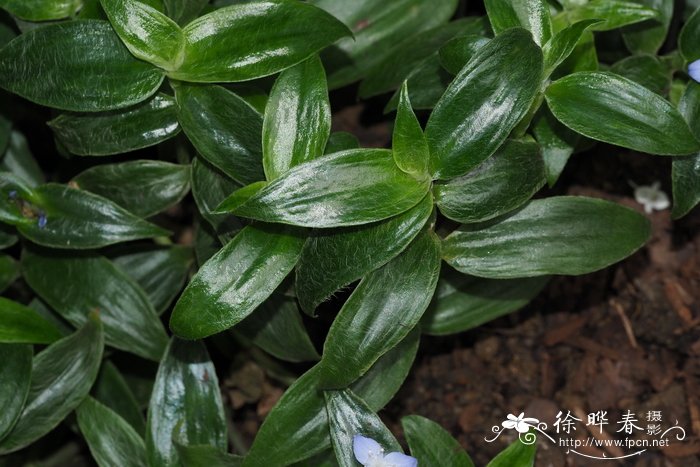 琉璃苣花紫露草Tradescantia cerinthoides