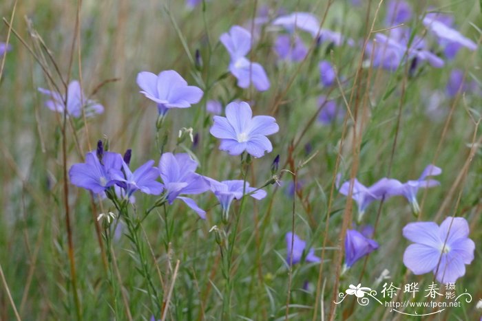 那波奈亚麻Linum narbonense