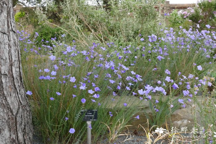 那波奈亚麻Linum narbonense