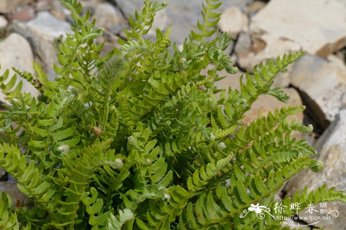 耳羽岩蕨Woodsia polystichoides