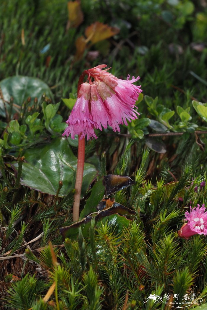 岩镜,流苏岩扇Schizocodon soldanelloides