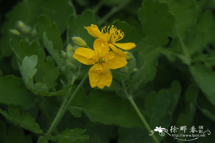 '重瓣'白屈菜Chelidonium majus 'Flore Pleno'