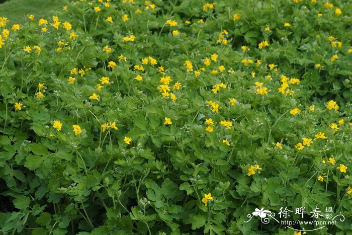 '重瓣'白屈菜Chelidonium majus 'Flore Pleno'