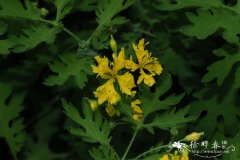 条裂白屈菜Chelidonium majus var. laciniatum