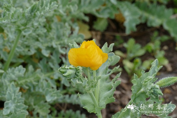 黄花海罂粟Glaucium flavum