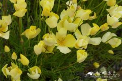 洛比花菱草Eschscholzia lobbii