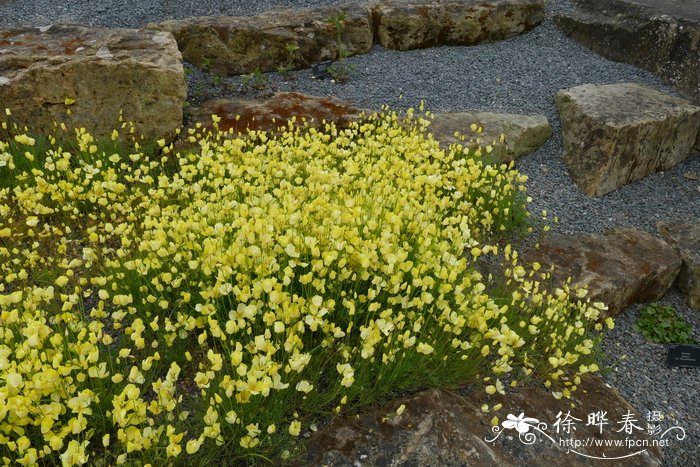 洛比花菱草Eschscholzia lobbii