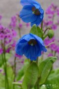 ‘杰布夫人’绿绒蒿Meconopsis ‘Mrs Jebb’