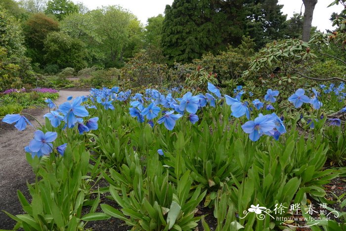 ‘斯列维多纳德’绿绒蒿 Meconopsis ‘Slieve Donard’