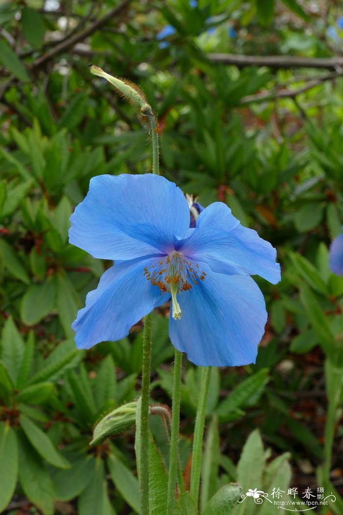 ‘斯列维多纳德’绿绒蒿 Meconopsis ‘Slieve Donard’