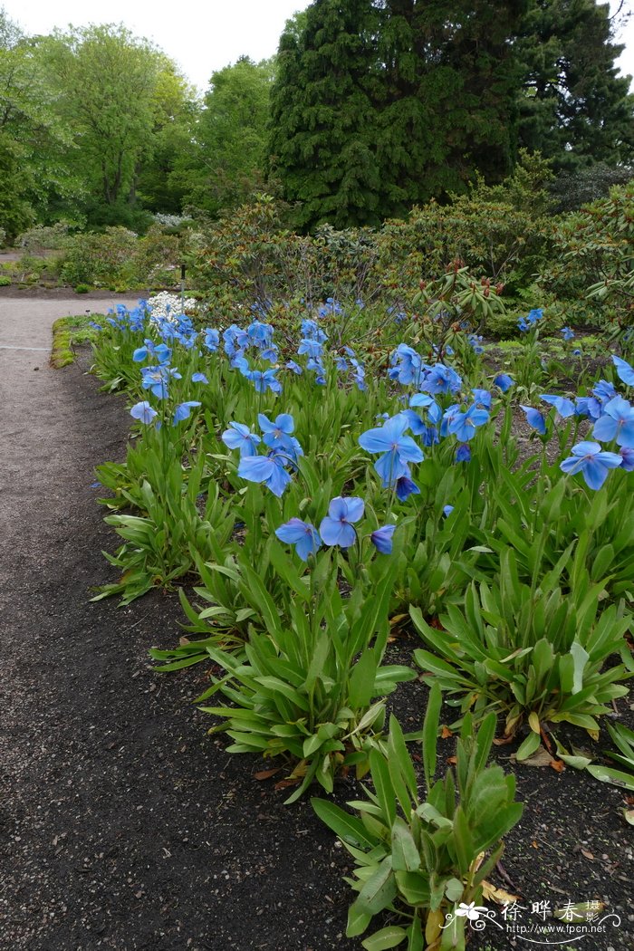 ‘斯列维多纳德’绿绒蒿 Meconopsis ‘Slieve Donard’