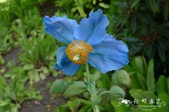 拜莱氏绒蒿Meconopsis baileyi