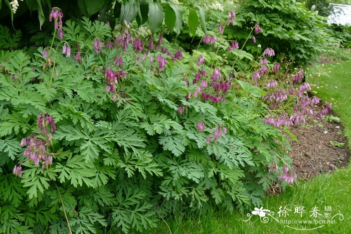 繸毛荷包牡丹Dicentra eximia