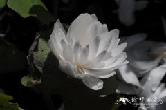 重瓣血根草Sanguinaria canadensis f. multiplex