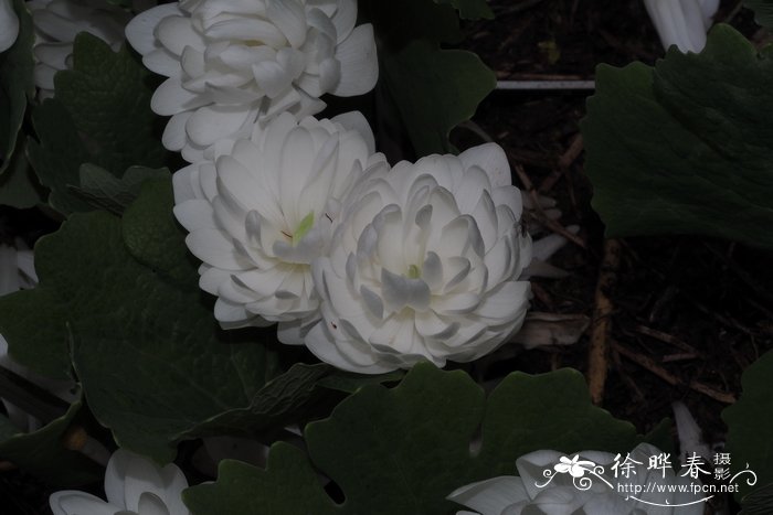 重瓣血根草Sanguinaria canadensis f. multiplex