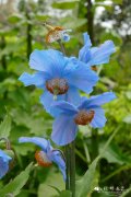 藿香叶绿绒蒿Meconopsis betonicifolia