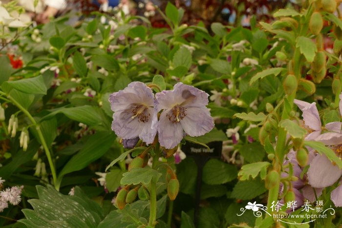 锥花绿绒蒿Meconopsis wallichii